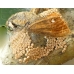 Vapourer Moth antiqua eggs.
